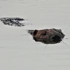 Biber Justin beim Baden erwischt 