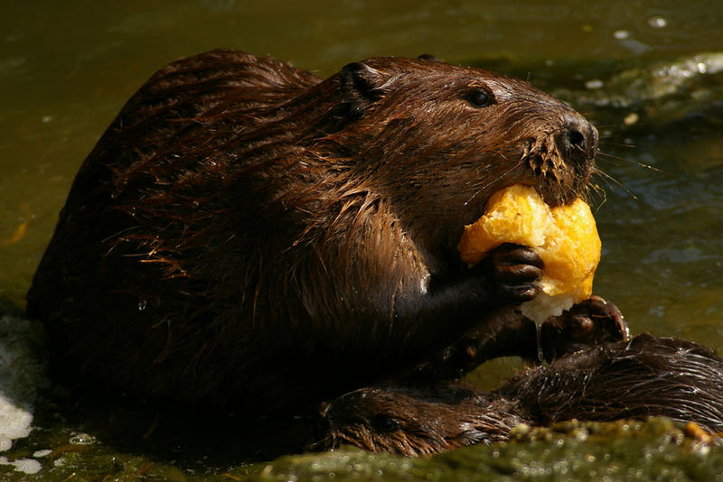 Biber mit Brötchen