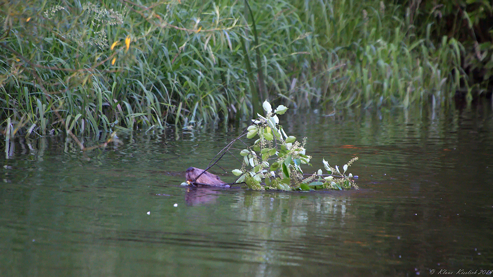 Biber-Nachlese 2013 / 23