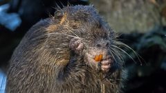 Biber, Nutria oder Bisam?  (2)