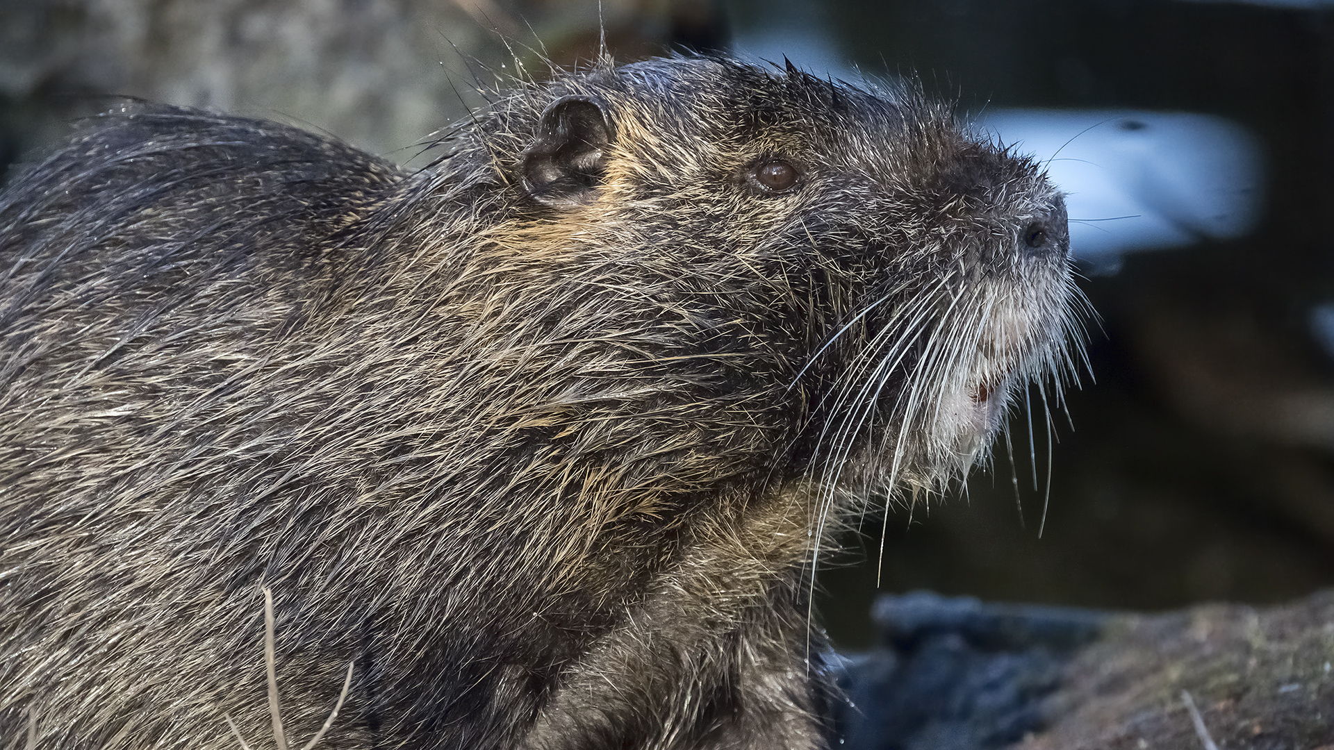 Biber, Nutria oder Bisam? (3)