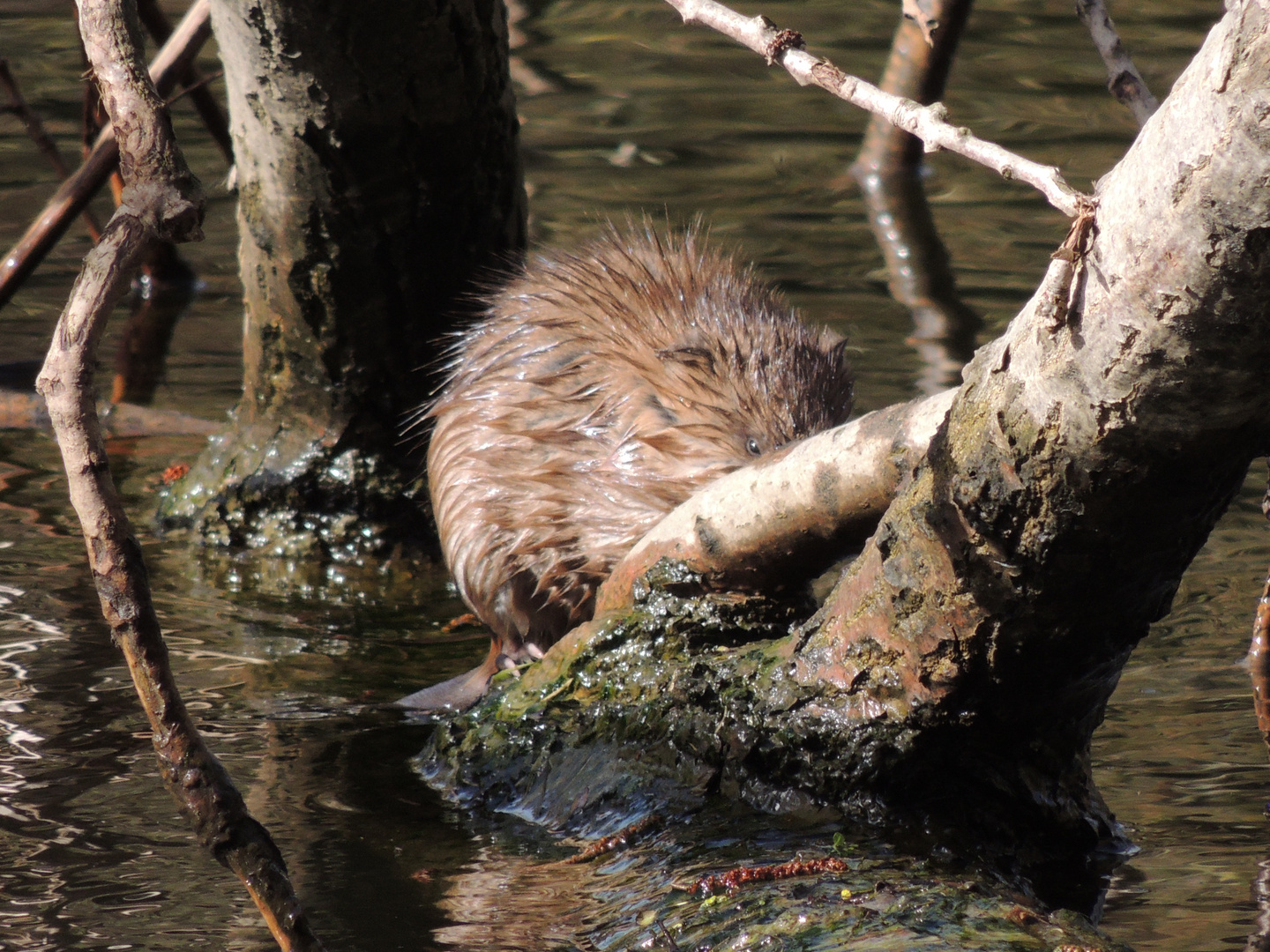 Biber oder Wasserratte ?