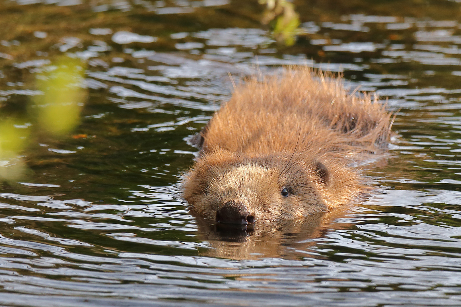 Biber schwimmend im Bach