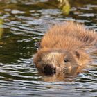 Biber schwimmend im Bach