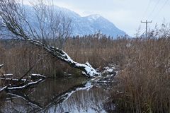 Biber-Tümpel im Murnauer Moos