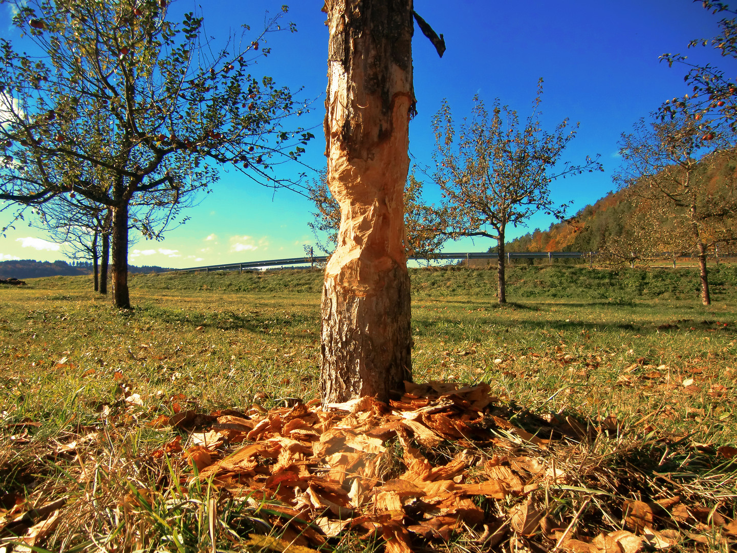 Biber Verbiss Donautal Gutenstein Dietfurt