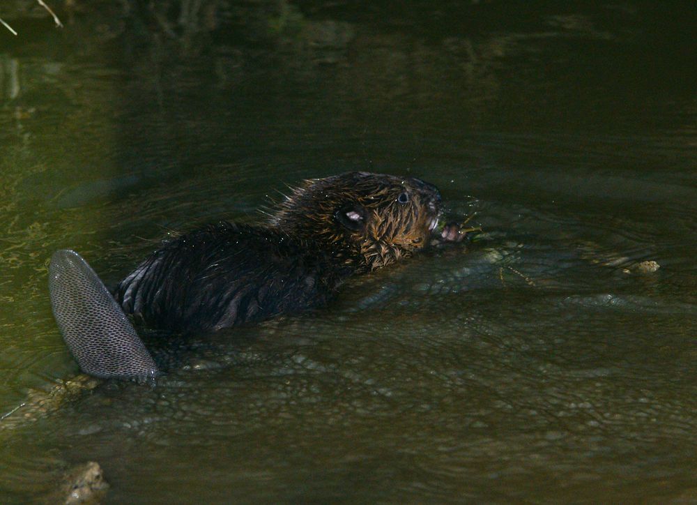 Biber, zeigt seine Kelle Foto & Bild | tiere, wildlife, natur Bilder