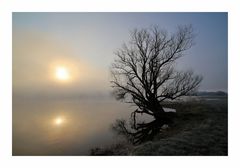 Biberbaum am Grenzfluss