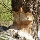 Biberbaum in der in der Hammer Lippeaue