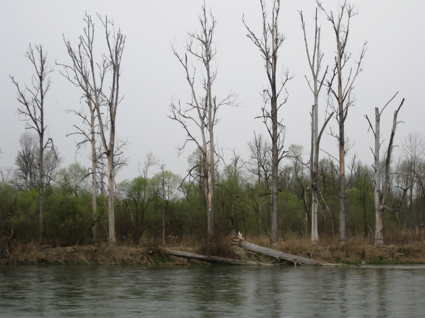 Biberbeinflusste Weichholzaue an der Isar