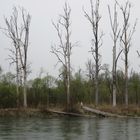 Biberbeinflusste Weichholzaue an der Isar