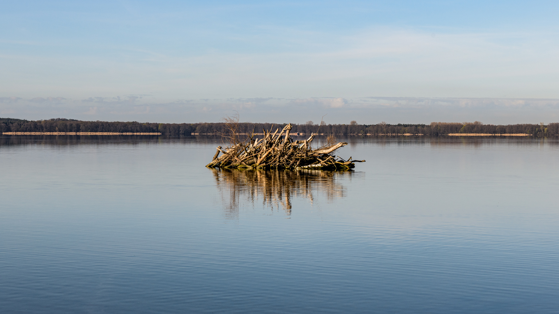 Biberburg im Müggelsee - Berlin