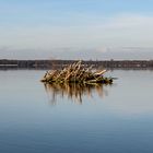 Biberburg im Müggelsee - Berlin