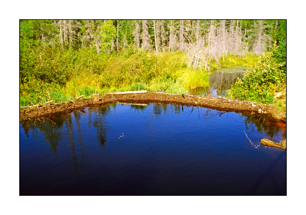 Biberdamm im Algonquin Province Park