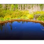 Biberdamm im Algonquin Province Park