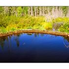 Biberdamm im Algonquin Province Park