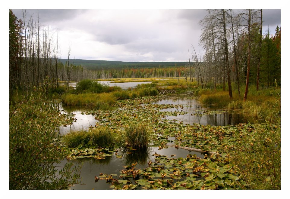 Biberdamm in Kanada