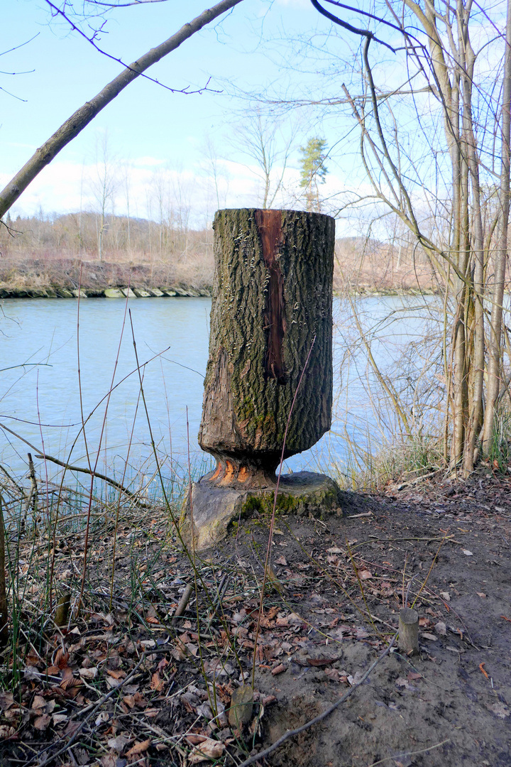 Biberdenkmal am Saaneufer