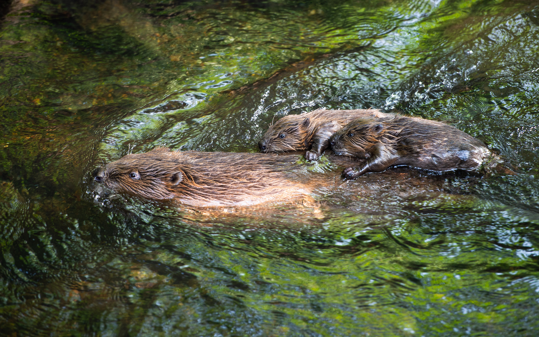 Biberfamilie