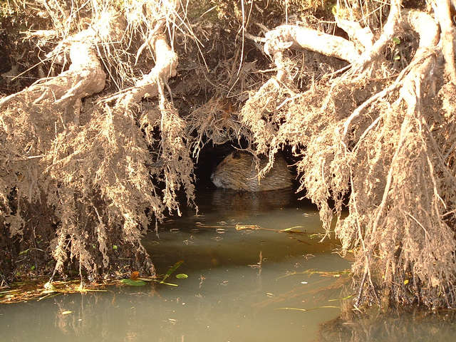 Biberhöhle