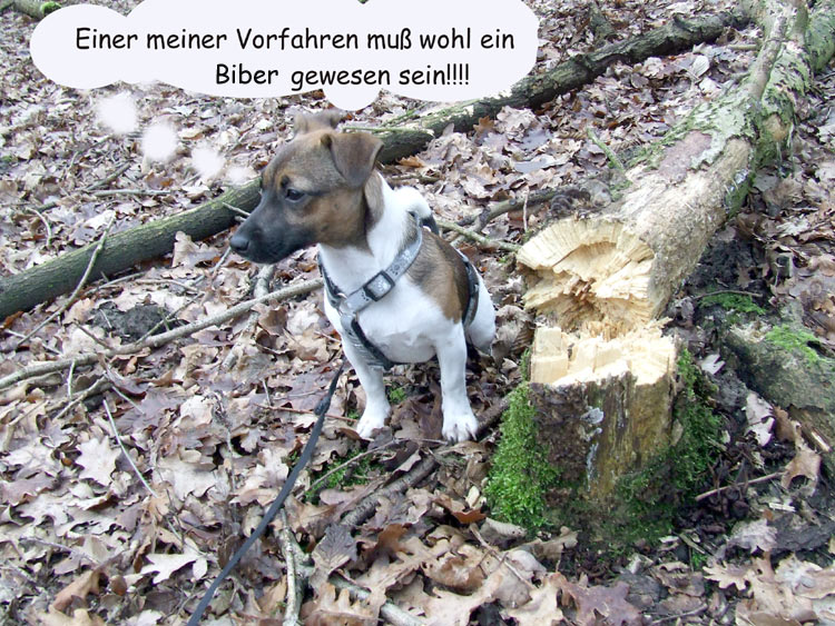 Biberhund