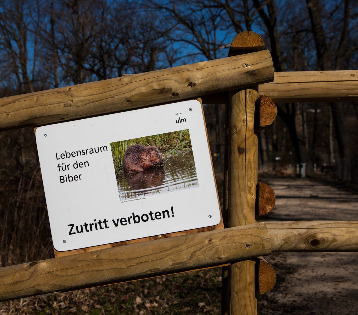 Biberland mitten in Ulm