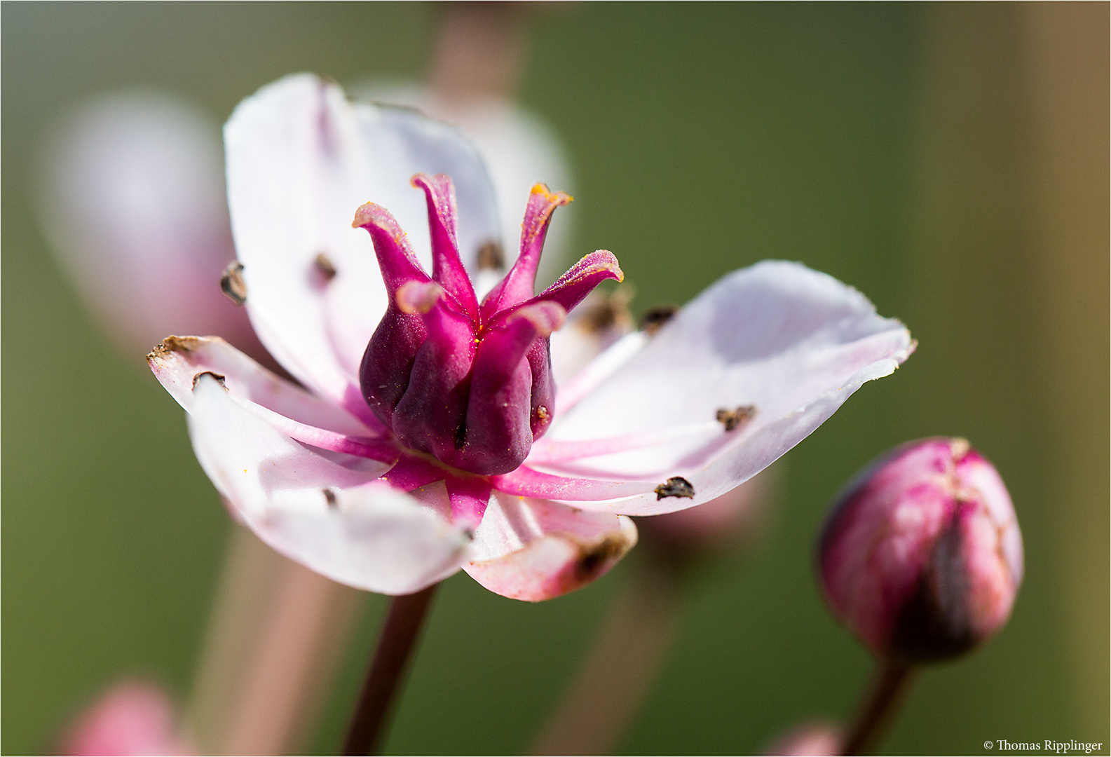 Bibernell-Wasserfenchel (Oenanthe pimpinelloides).