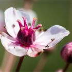 Bibernell-Wasserfenchel (Oenanthe pimpinelloides).