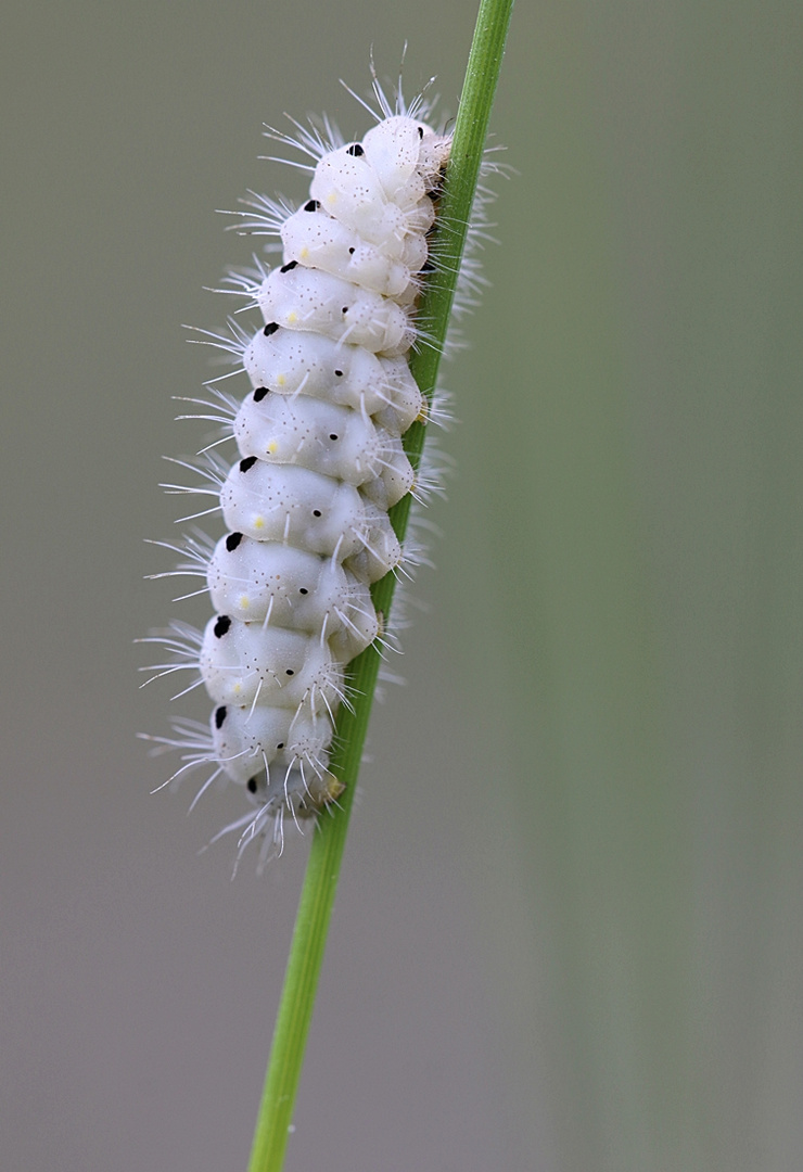 Bibernell-Widderchen - Raupe