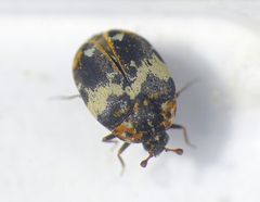 Bibernellen-Blütenkäfer (Anthrenus pimpinellae) - Supermakro