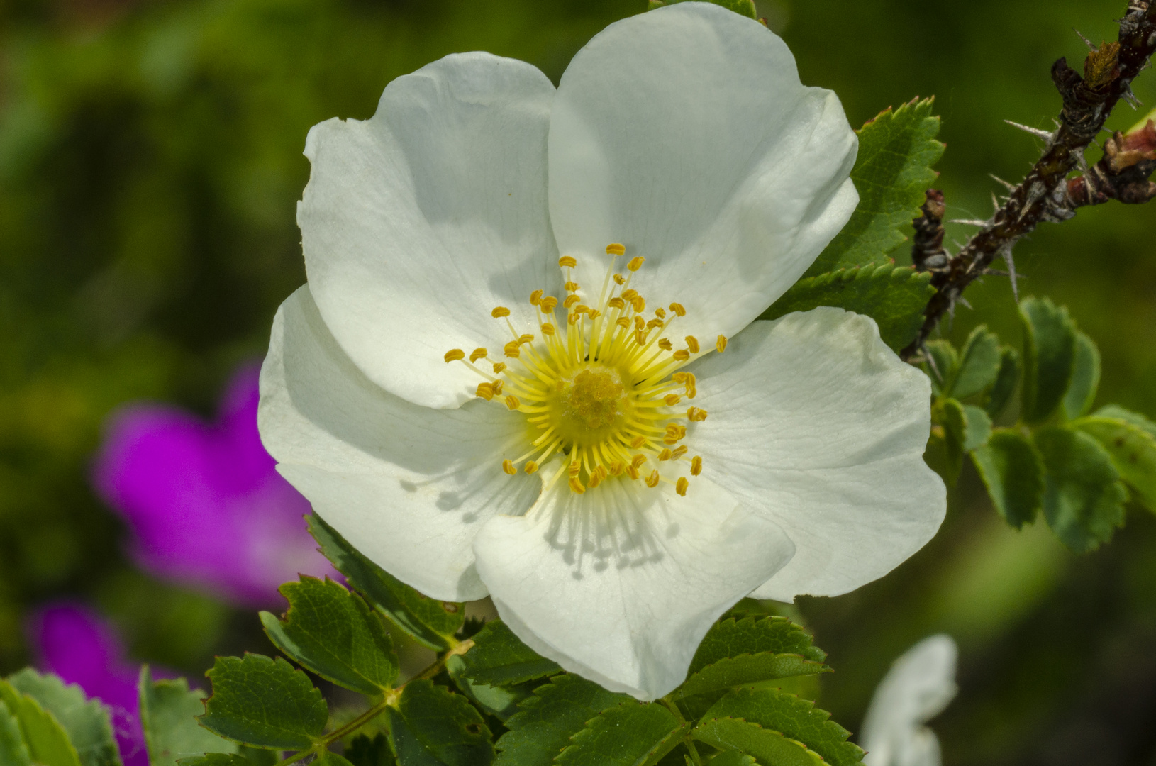 Bibernellrose (Rosa pimpinellifolia)