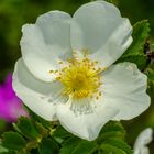 Bibernellrose (Rosa pimpinellifolia)