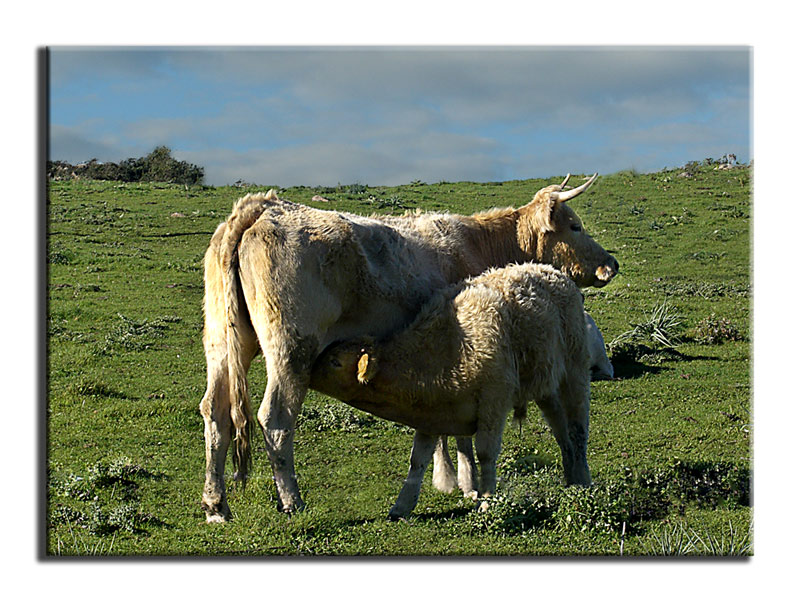 Biberon Naturale