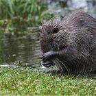 Biberratte bei der Körperpflege