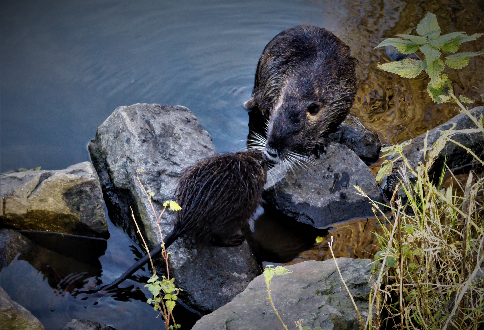 Biberratte & Co.