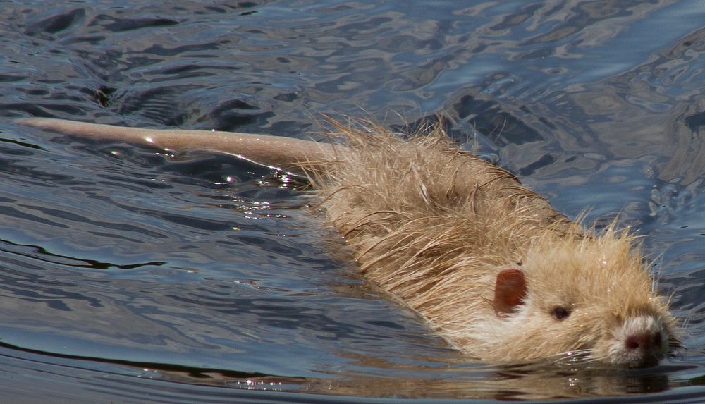 Biberratte (Myocastor coypus), auch Nutria in der Farbvariante Gold