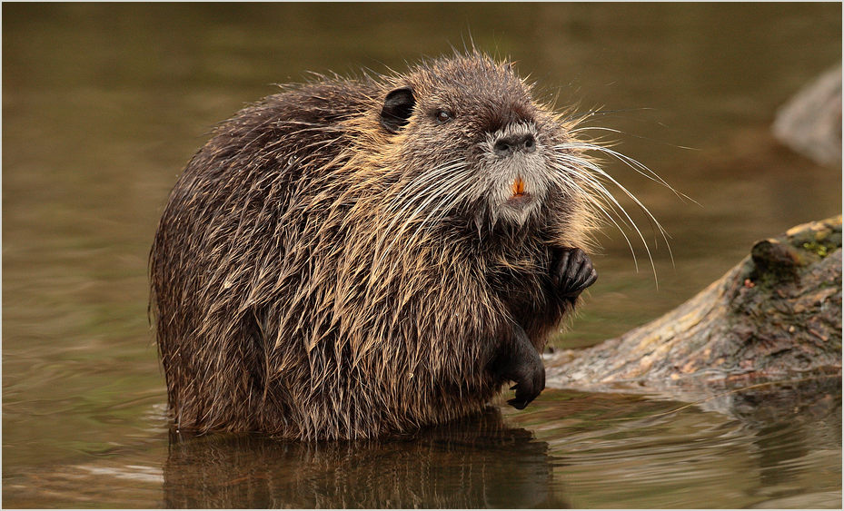 Biberratte (Myocastor coypus)