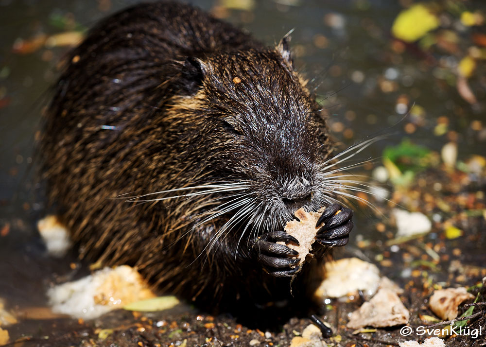 Biberratte (Myocastor coypus) bei der Arbeit