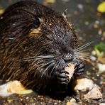 Biberratte (Myocastor coypus) bei der Arbeit