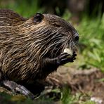 Biberratte (Myocastor coypus) ... ein Jahr später