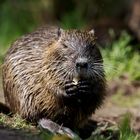 Biberratte (Myocastor coypus) ... ein Jahr später II