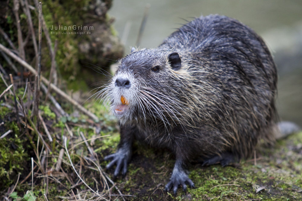 Biberratte (Nutria)