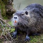 Biberratte (Nutria)