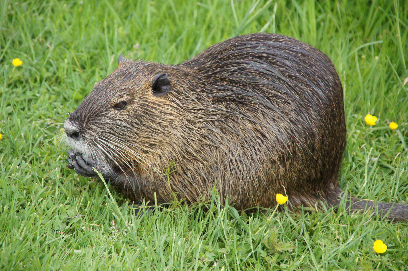 Biberratte (Nutria)