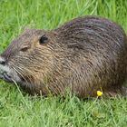 Biberratte (Nutria)