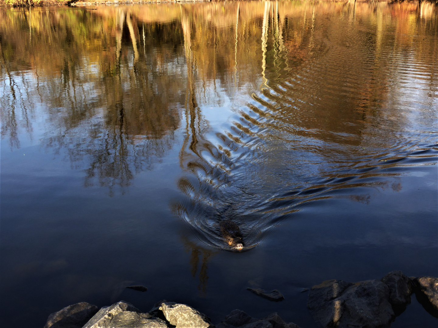 Biberratte ( Nutria) & Co.