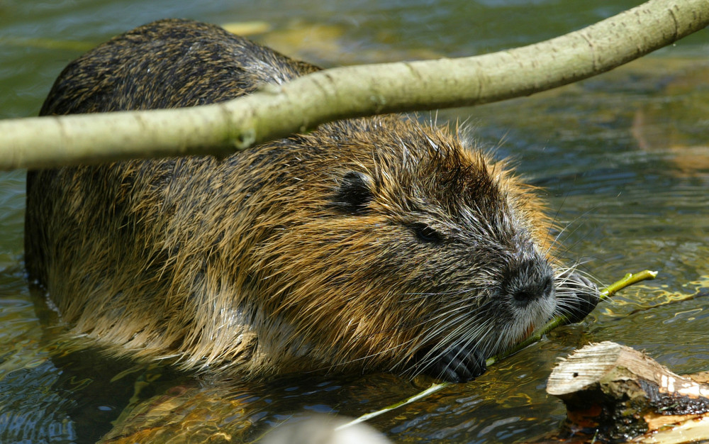 Biberratte (Nutria)