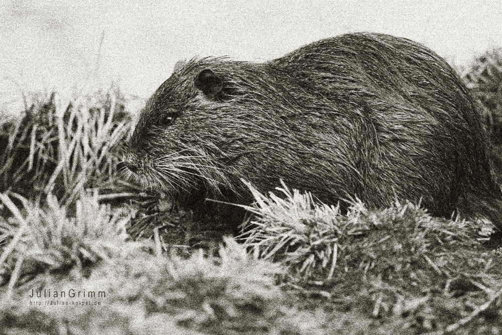 Biberratte (Nutria)