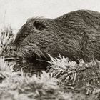 Biberratte (Nutria)