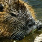 Biberratte (Nutria) Portrait